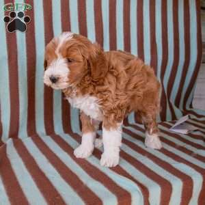 Autumn, Mini Goldendoodle Puppy